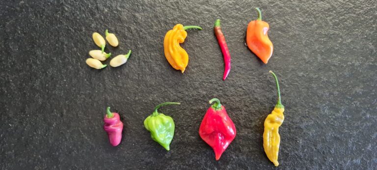 Chilis